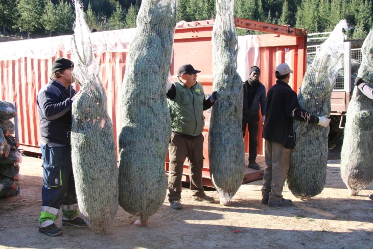 Els cultivadors d'arbres de Nadal augmenten les vendes un 20% i celebren les pluges que els “ajuden a respirar”