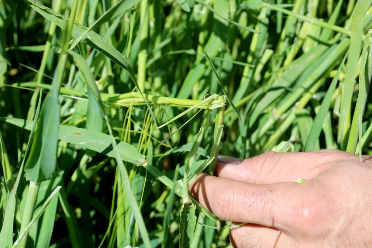 La pedregada deixa danys d'entre el 50% i el 100% de cultius de cereals en finques de la comarca de l'Urgell