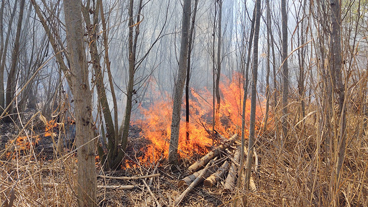 Un incendi crema uns 1.500 metres quadrats de canyissar i vegetació al bosquet de l'estany d'Ivars i Vila-sana