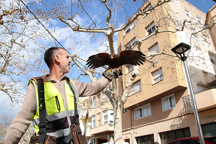 Falcons per frenar poblacions de coloms i estornells, l'aposta del Morell per combatre la brutícia