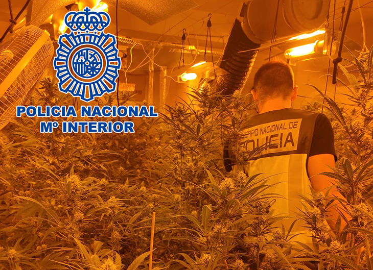 La Policia Nacional desmantella dues plantacions de marihuana en un xalet de la Móra i en una finca de Valls