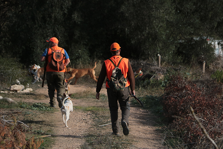 Un centenar de caçadors han participat aquest dissabte en la primera cacera solidària a Vilabella (Alt Camp), on s'ha engegat un pla pilot per revalorar la carn de caça i promocionar-ne el consum. La iniciativa, inclosa en el pla de xoc del departament d'Acció Climàtica, avaluarà els costos dels circuits càrnics i sanitaris d'aquestes batudes. Segons Anna Sanitjas, directora general d'ecosistemes forestals i gestió del medi, la meitat de la carn caçada no arriba a la comercialització. En un context de crisis de fauna cinegètica, l'acció també té un vessant social, ja que aporta aquest producte a entitats sense ànim de lucre. En aquesta ocasió, tots els animals caçats es destinen a persones desafavorides de l'associació Ginesta.  L'any passat es van caçar 66.000 exemplars de senglars a tot Catalunya, el que representa 2.000 tones de carn, de la qual només la meitat es va comercialitzar. La resta es va dividir entre consum propi dels caçadors i el descart. Per potenciar la sortida d'aquesta carn, el departament d'Acció Climàtica ha impulsat un pla de xoc que inclou accions com la celebrada aquest dissabte al matí a Vilabella, la primera cacera solidària. Es tracta d'una iniciativa on el departament es fa càrrec dels costos d'avaluació sanitària i conservació de la carn, mentre que les peces caçades es destinen a entitats sense ànim de lucre que puguin beneficiar-se d'aquest aliment. Un cop s'estudiïn els costos vinculats a l'activitat, el Departament valorarà com gestionar futures batudes. Paral·lelament, des d'Acció Climàtica es treballa en un nou decret de caça amb què s'espera facilitar el procés que envolta les batudes.  A Vilabella, la desena d'animals caçats s'han recollit en un camió frigorífic que els ha transportat fins un petit escorxador on es processarà i passaran tots els controls per garantir-ne la qualitat sanitària. Un cop fet tot el procés, la carn es destinarà a l'associació Ginesta de Barcelona a través de petits paquets de carn congelada.  La seva presidenta, Carmen Serra, ha posat en valor la proposta per proporcionar un producte que en el dia a dia els costa aconseguir. "Normalment, no ens donen mai carn. Al Banc dels Aliments ens donen el que tinguin i el que fem nosaltres és comprar pollastre, que desapareix ràpidament", ha detallat. Actualment, atenen a una setantena de famílies d'entre quatre i sis membres.  Batudes de caràcter social  L'objectiu principal d'aquest pla pilot és incentivar la comercialització i de retruc el consum de la carn de caça entre la població. En el cas concret d'aquest tipus de batuda s'hi suma un caràcter social, ja que la carn que s'obté es destina a associacions que treballen amb persones desafavorides.  La proposta també permet donar a conèixer un altre vessant dels caçadors, tal com ha assegurat el coordinador de l'associació de gossers a Tarragona, Cándido Valderrama. "Intentem arribar al món urbanita, perquè vegin com els caçadors som solidaris i que controlem la fauna", ha afirmat.  Precisament, com gestionar la crisi cinegètica causada per la sobrepoblació de porcs senglars i cabirols és un dels altres aspectes inclosos en aquest projecte. Tot i que des del Departament afirmen que la caça continua sent "l'eina més eficaç" per controlar aquesta espècie, el pla de xoc elaborat també inclou altres accions de protecció de les finques agràries o de recerca universitària en anticonceptius per aquests animals.