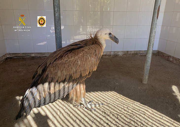 Rescaten un voltor comú ferit en una de les ales a Valls