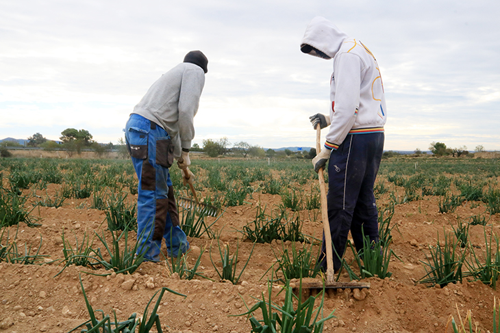 La IGP Calçot de Valls preveu produir al voltant de vint milions d’unitats malgrat la sequera i la calor