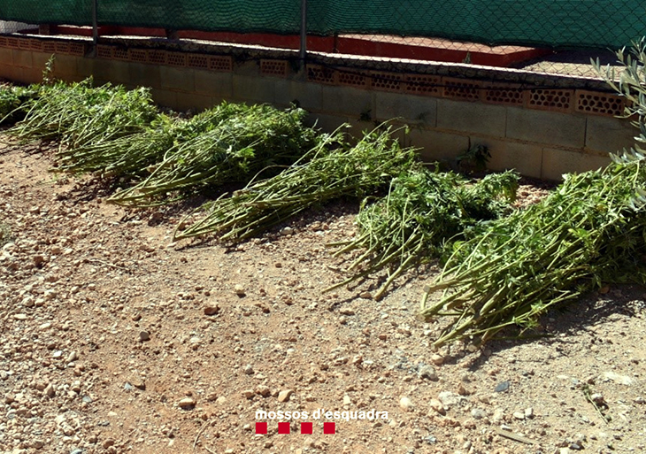 Tres detinguts per assaltar amb violència i arma de foc una casa de Cabra del Camp on s'assecava marihuana