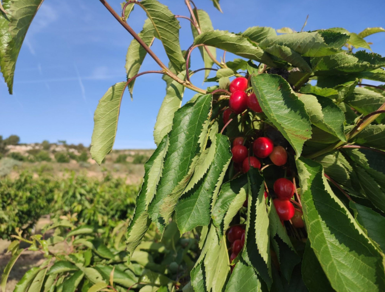 El Consell Comarcal de la Terra Alta presenta sis plans d’acció per fomentar i consolidar la diversificació del sector agroalimentari