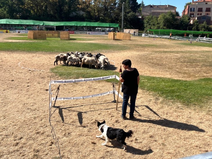 El concurs de gossos d'atura de Prades celebra l'edició amb més participació de dones