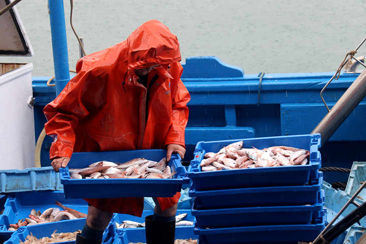 Les barques d'arrossegament de Cambrils tornen a port amb tres tones de peix després de la veda