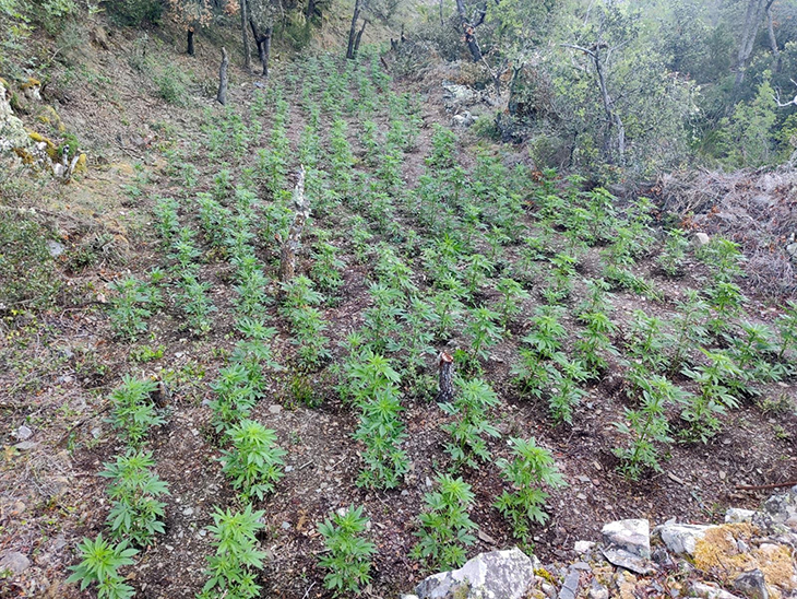 A presó tres homes acusats de cultivar més de 10.000 plantes de marihuana en una zona boscosa de Prades