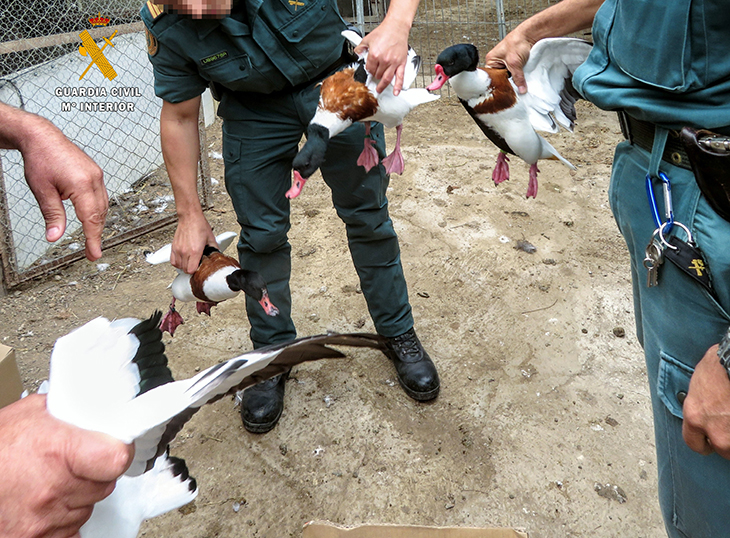 Intercepten 34 animals de diverses espècies protegides en un recinte privat de Deltebre