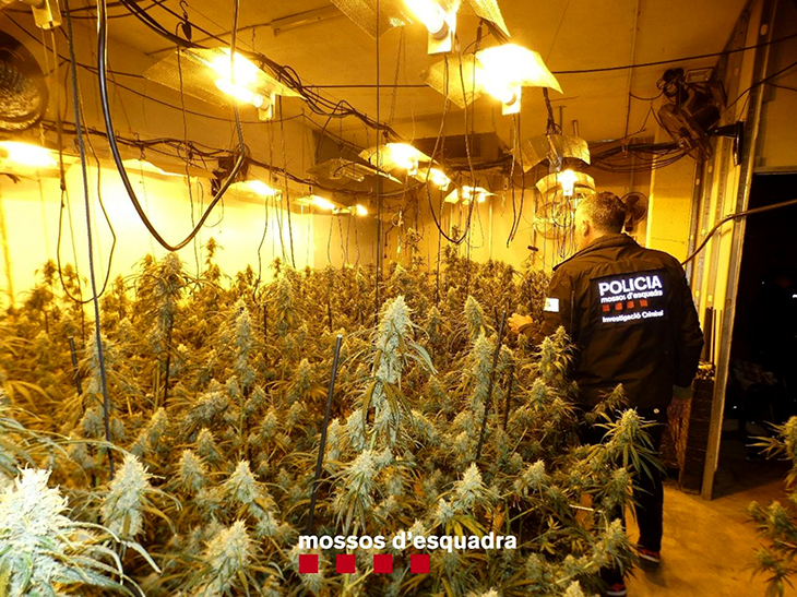 Detenen dos homes que amagaven més de 1.100 plantes de marihuana a una nau d'Ulldecona