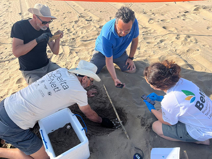 Localitzen el primer niu de tortuga careta de l'estiu a la costa catalana al Parc Natural del Delta de l'Ebre