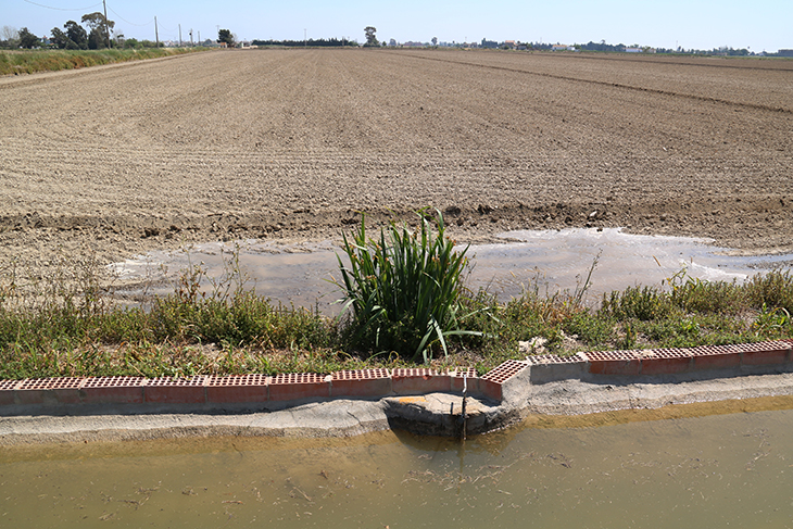 El delta de l'Ebre es prepara per iniciar la campanya de l'arròs amb la meitat de dotació d'aigua de reg