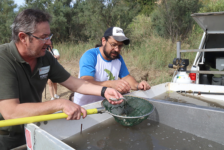 Alliberen un miler de peixos rescatats del riu Siurana a la llacuna de Riba-roja d'Ebre