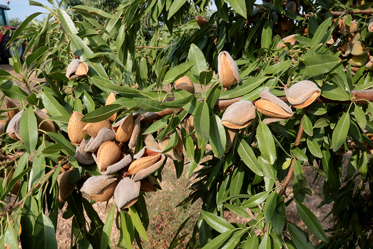 La Terra Alta aposta per diversificar el sector agroalimentari i defineix sis plans d'acció