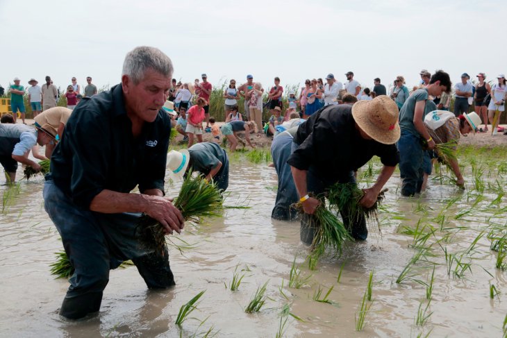 La Festa de l'Arròs de Deltebre reconnecta una trentena de plantadors amb el passat agrari