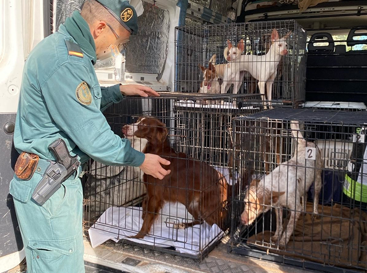 Investiguen una veïna del Perelló per tenir setze gossos, dos cavalls i una cabra en condicions insalubres