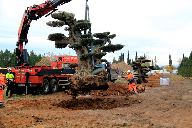 Godall rep les sis primeres oliveres monumentals rescatades pel Govern gràcies a la llei que les protegeix