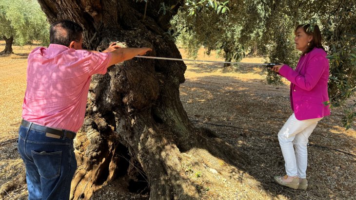 El primer cens d'oliveres monumentals de Catalunya comptabilitza 4.160 arbres, 3.509 dels quals al Montsià