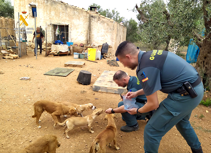 La Guàrdia Civil rescata 25 gossos a Camarles desnodrits i males condicions sanitàries