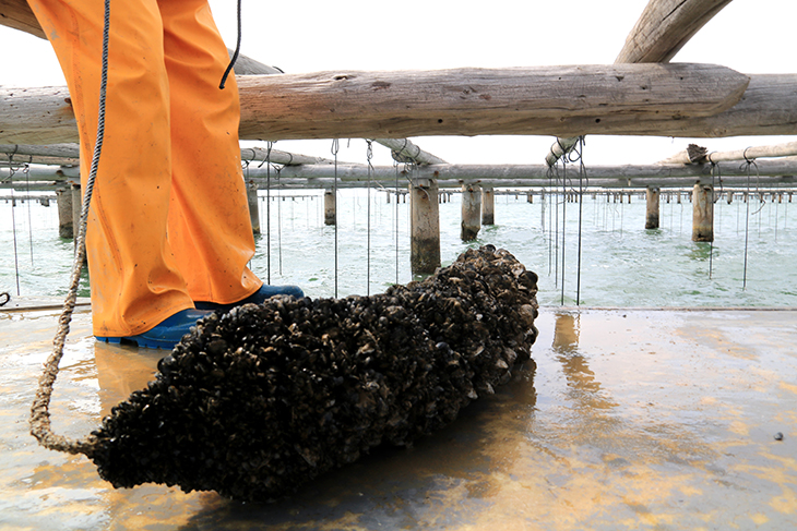 La producció de musclo al Delta caurà un 15% perquè se n'ha cultivat menys i hi ha més exemplars petits