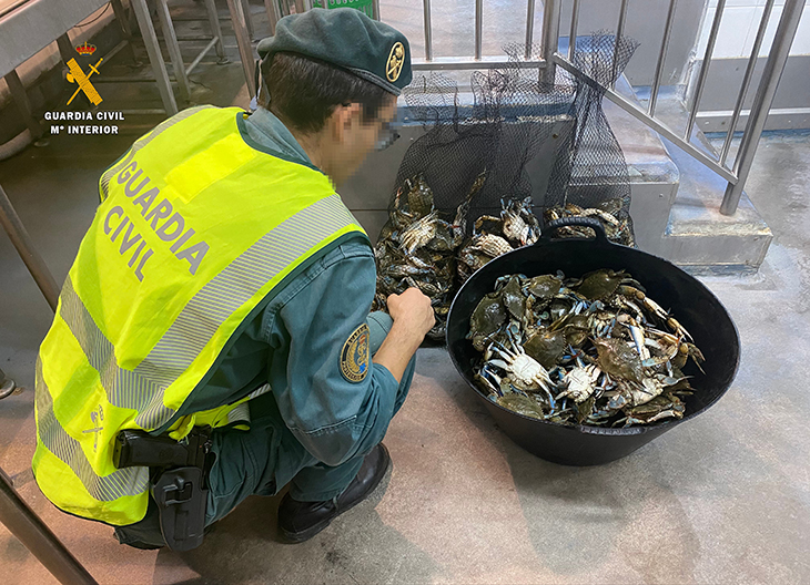 Decomissen a l'Ampolla 34 quilos de cranc blau sense la documentació sanitària i comercial per posar-lo a la venda