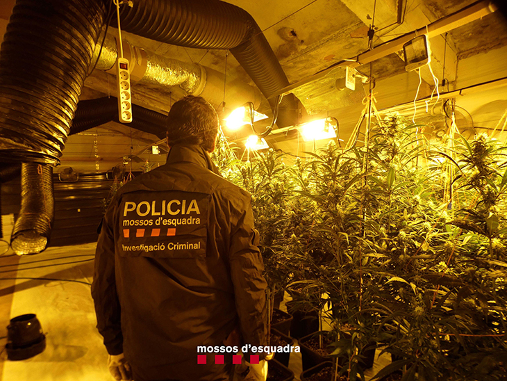 Detinguts quatre homes per cultivar marihuana als municipis de Flix i Ulldecona