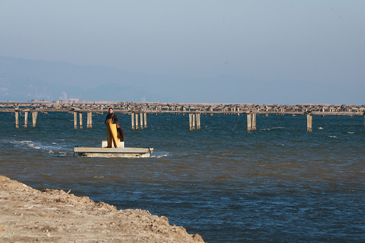 musclos i la cria al delta de l'Ebre