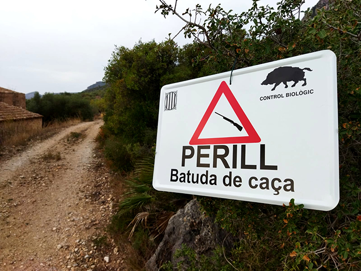 Unió de Pagesos demana iniciar la temporada de caça amb les màximes batudes per evitar danys de senglars a l'agricultura