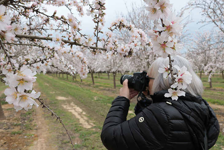 La Ribera d'Ebre enceta la campanya de floració amb l'esclat dels ametllers i presseguers com a primer reclam