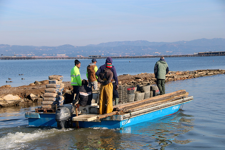 El fort vent i l'onatge van arrencar 10.000 bigues de les muscleres del Fangar, deixant 2,5 milions d'euros en danys