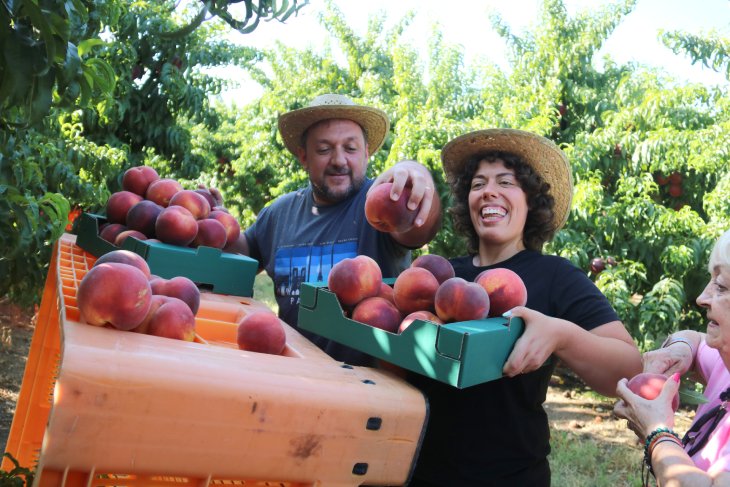 Una quinzena de turistes cullen préssecs d'arbres fruiters d'Aitona que han apadrinat en el marc de Fruiturisme