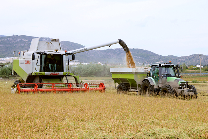 Les cooperatives catalanes constaten una reducció de més del 10% en la producció d'arròs