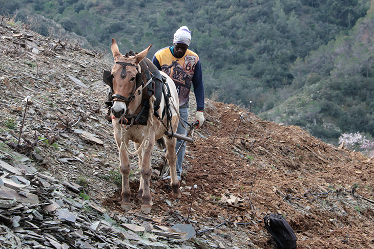 Les mules tornen a llaurar els costers de vinya del Priorat: una alternativa ancestral i ecològica a la mecanització