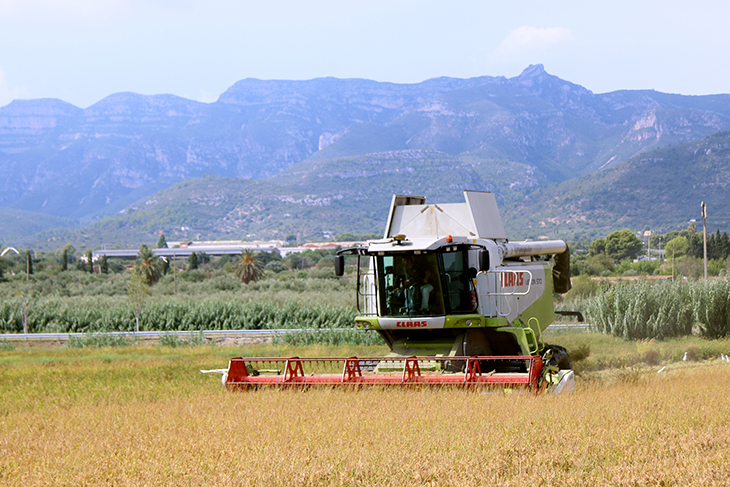 L'excés de calor i d'humitat de l'estiu rebaixa el rendiment de l'arròs i la producció pot caure un 10%