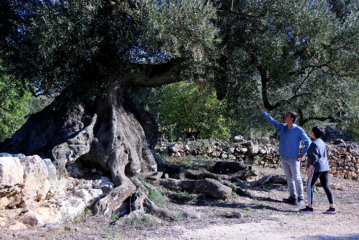 Pagesos i entitats alerten que la manca d'ajuts del Govern posa en perill la protecció de les oliveres mil·lenàries