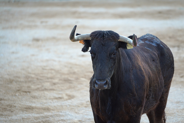 El Govern obre un expedient sancionador a l'Ajuntament de l'Aldea per incomplir la normativa en un correbous a l'agost