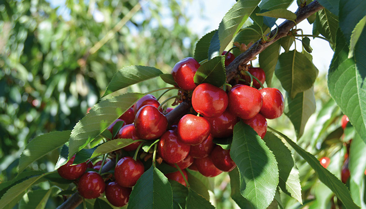 Unió de Pagesos alerta que la meitat d'arbres de fruita dolça del Camp de Tarragona i l'Ebre s'han mort per la sequera