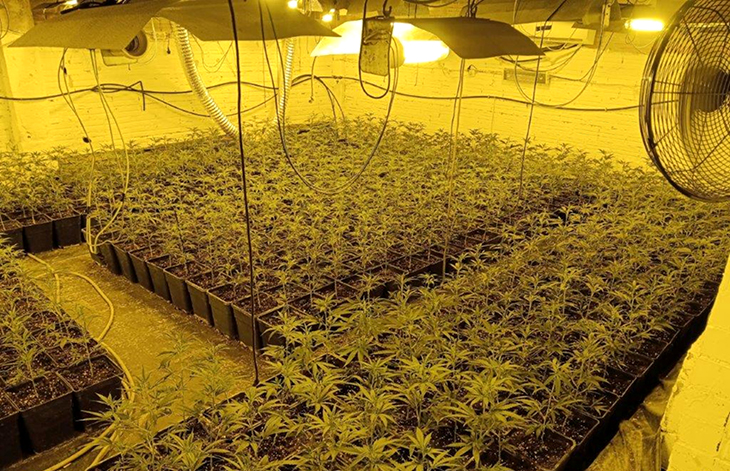 Tres detinguts a Deltebre que amagaven 1.400 plantes de marihuana en una nau de les afores del nucli urbà