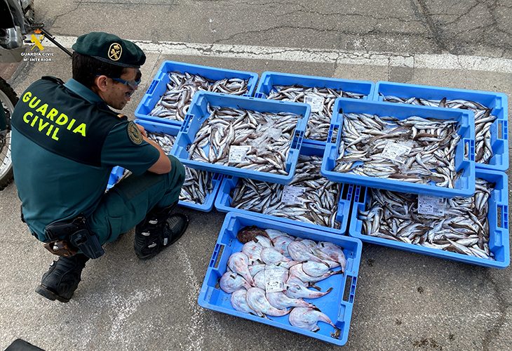 Intervenen més d'un centenar de quilos de peix a les Cases d'Alcanar que no complien la mida mínima