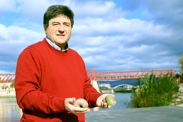 Repunta fins a 3.000 el nombre d'exemplars de caragol maçana extrets enguany de l'Ebre aigües avall de Tortosa